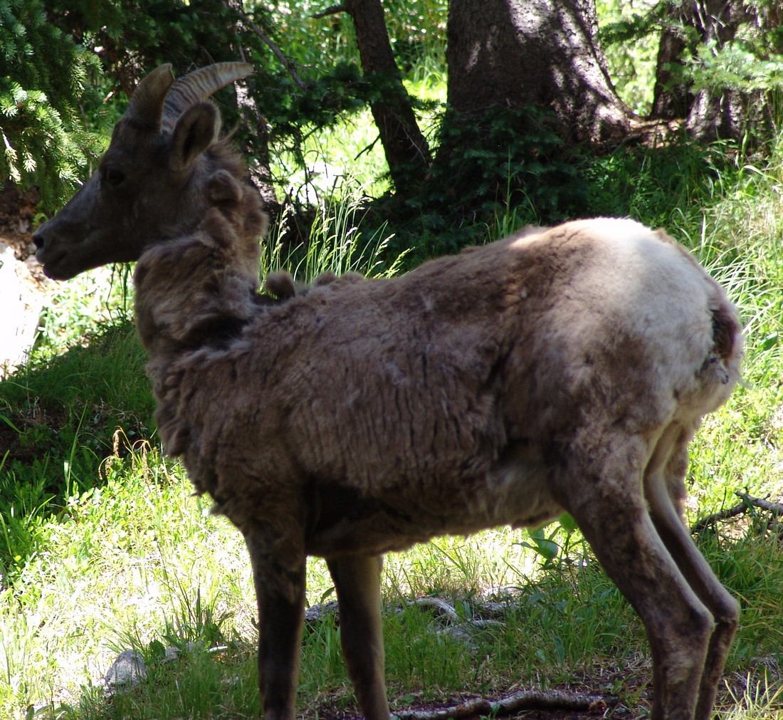 Bighorn sheep 9